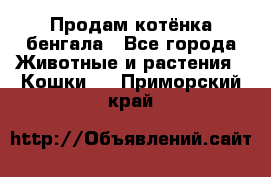 Продам котёнка бенгала - Все города Животные и растения » Кошки   . Приморский край